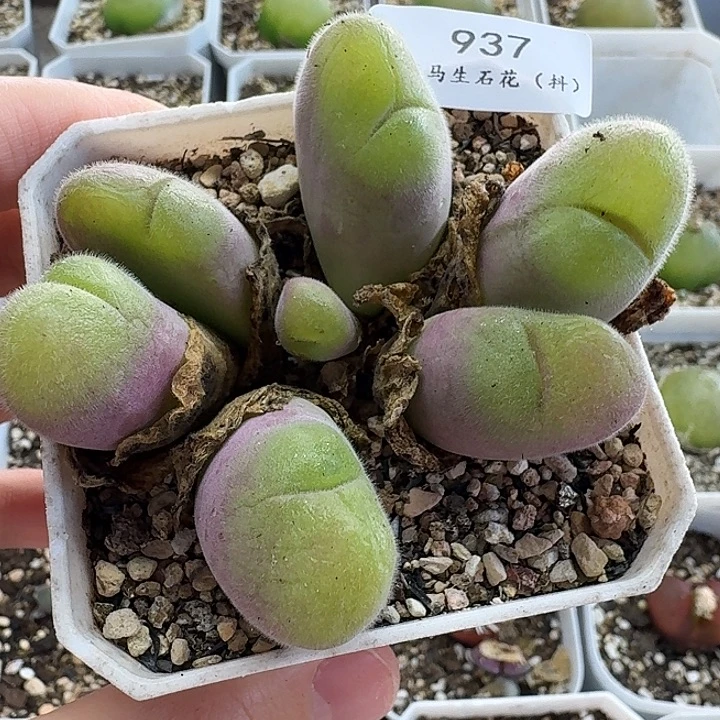 老马生石花毛翠滴937