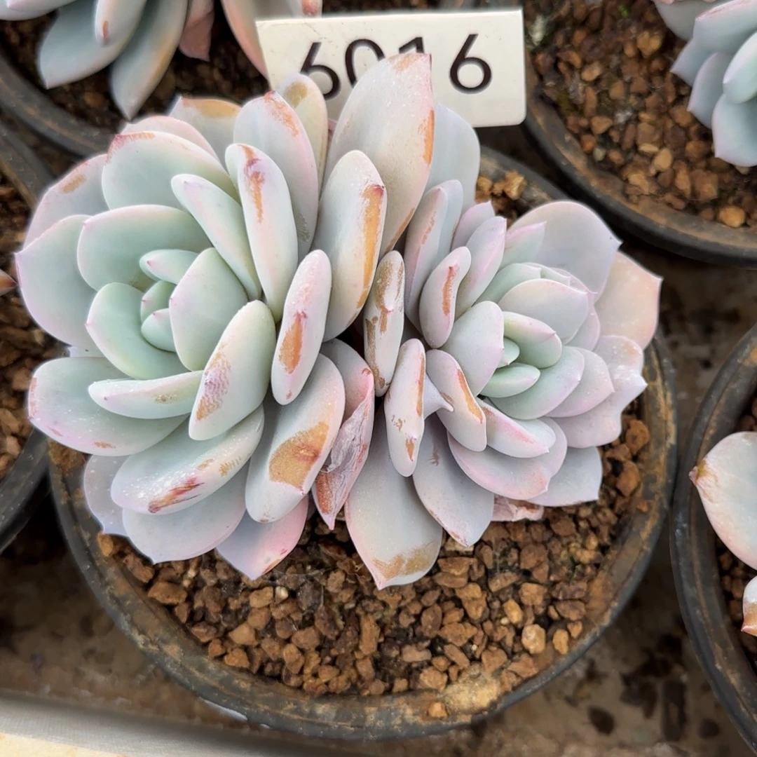 橙***ᐝ6016。     奶茶双头