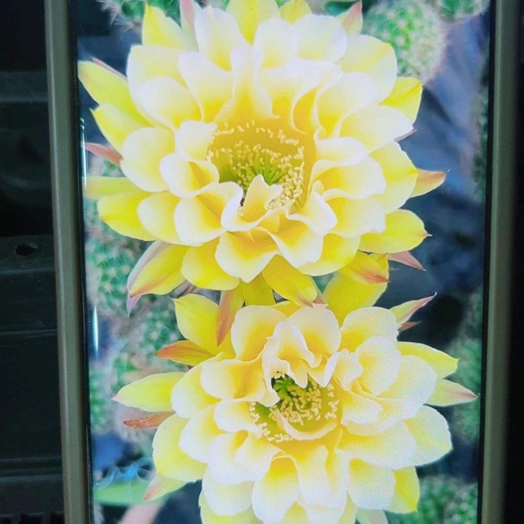 下52彩草178 歪无根侧芽4公分左右20包邮