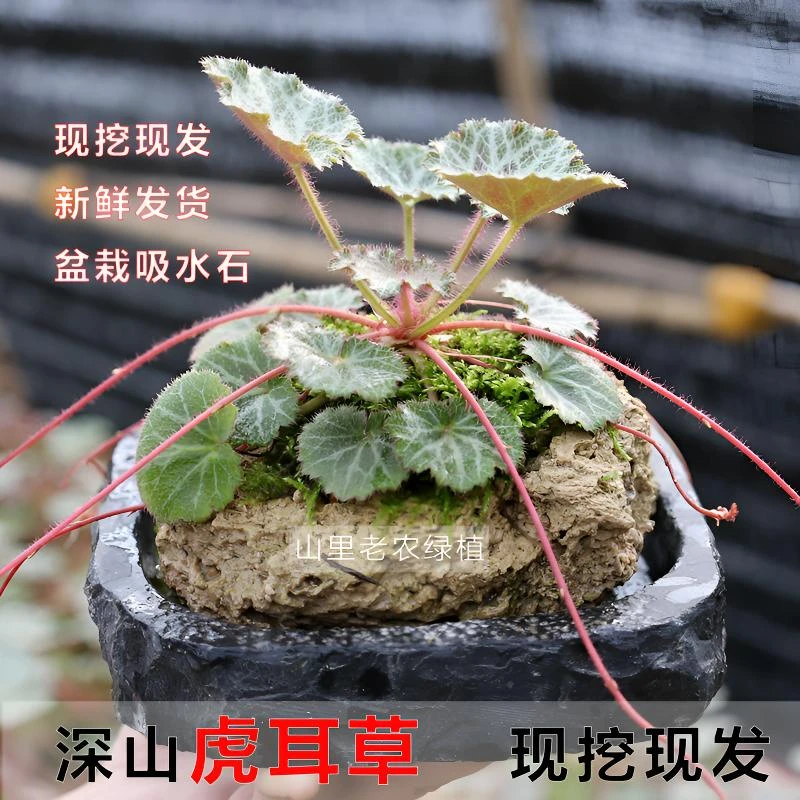 虎耳草观赏及实用价值新鲜植物别名吊金钱苗虎耳草盆栽金丝荷叶苗