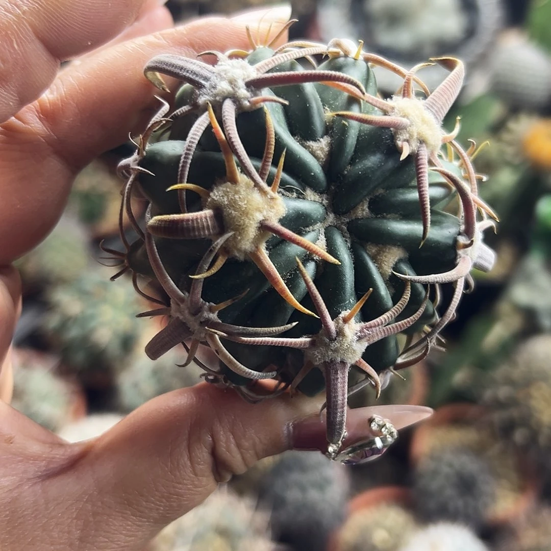 武藏林波有根仙人球