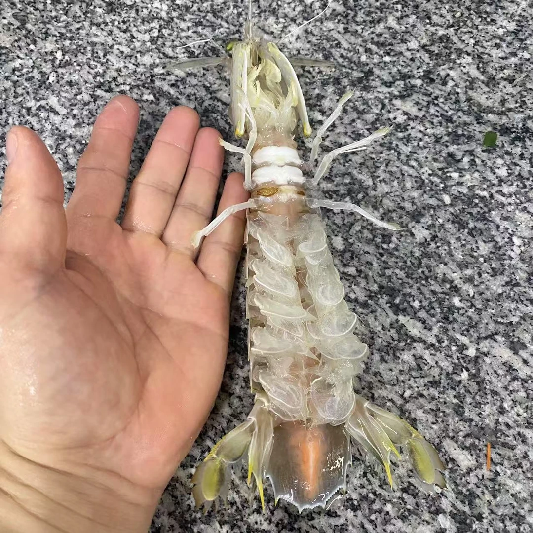 椒盐带膏鲜活超大皮皮虾全母带膏带籽蒸熟速冻冷链发货