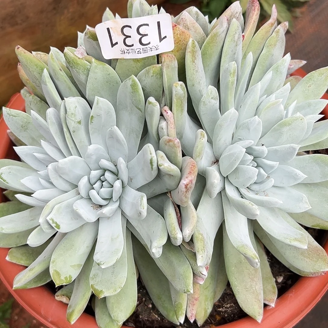 雨*杂交仙女杯多肉4代