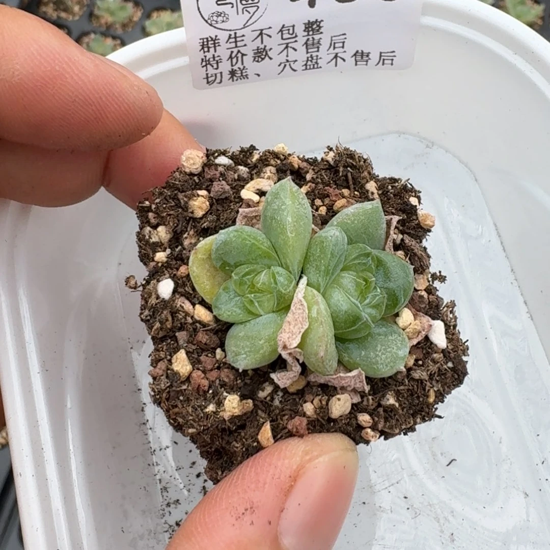 如图460优选玉鸾珍妮一棵
