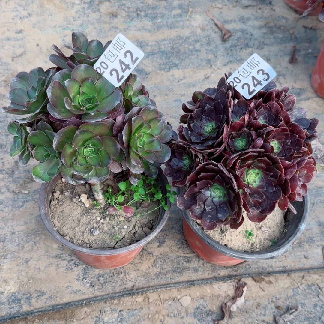 多肉242+243满20包邮断枝不包
