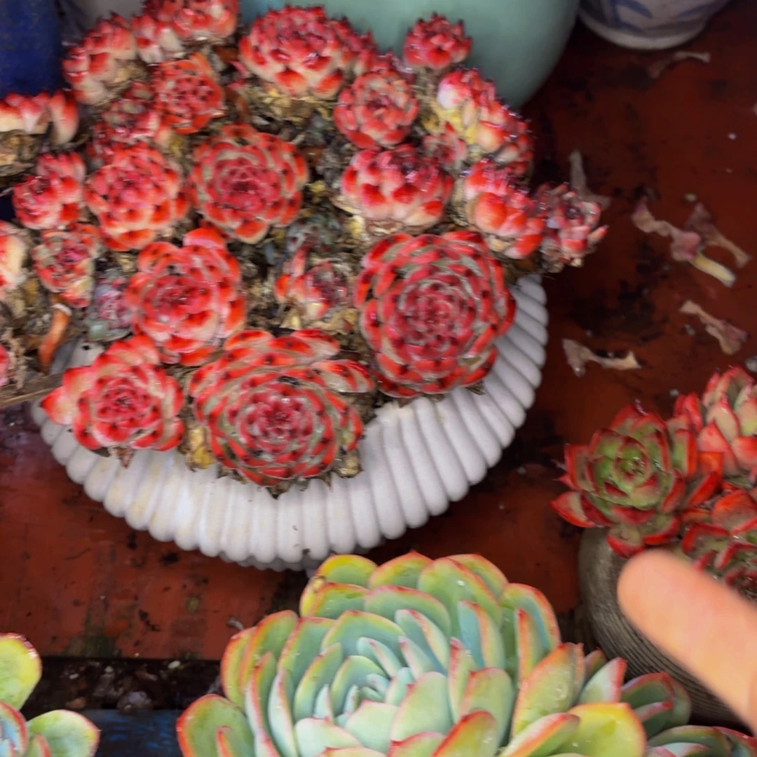 千***虫老桩精品肉肉水蜜桃带盆