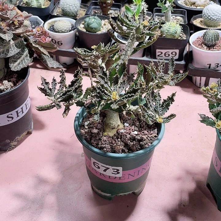 森**调673实生皱叶麒麟块根