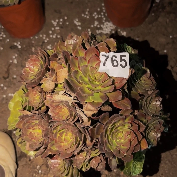 765男爵多肉植物不售后