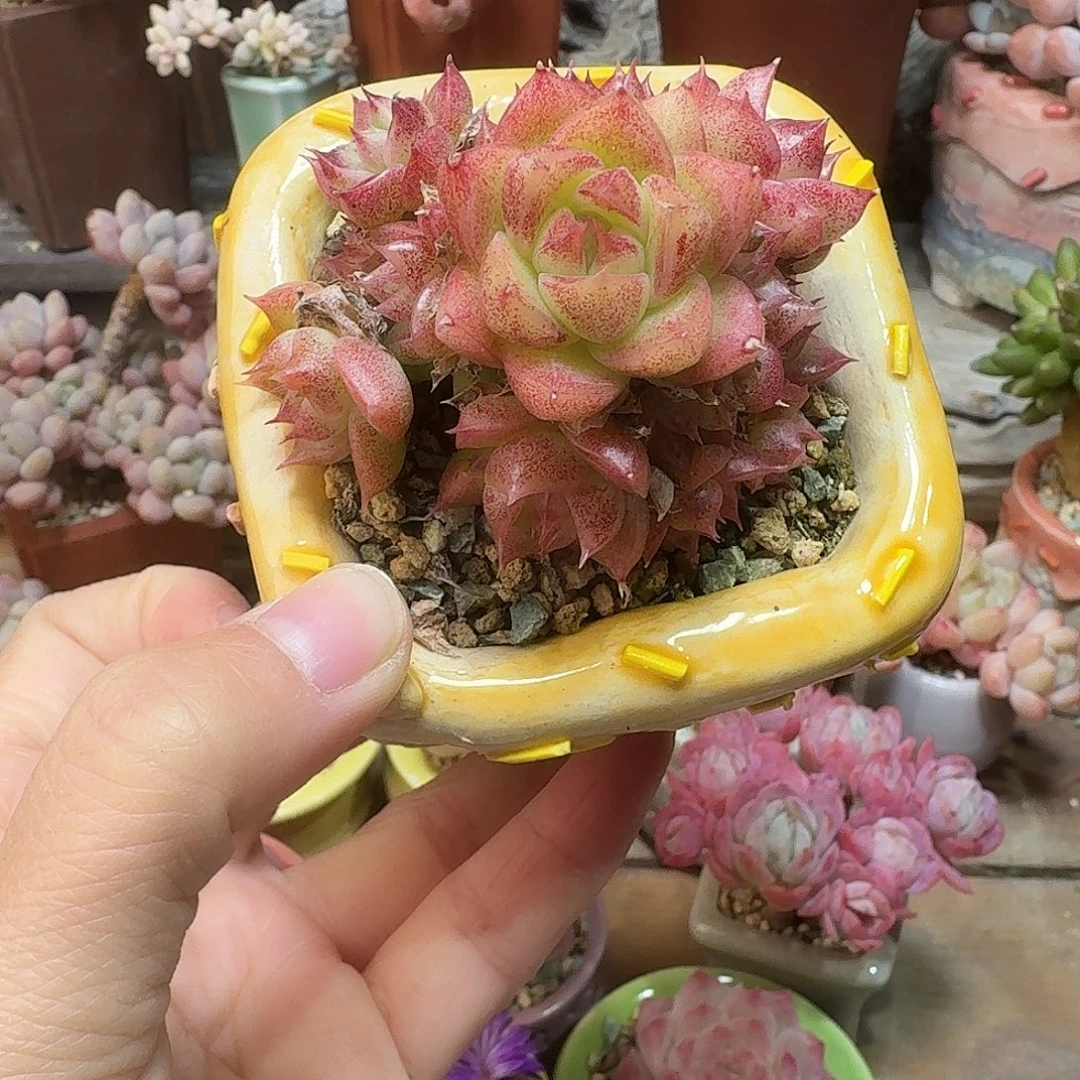 麦秆 多肉含盆土 一物一拍