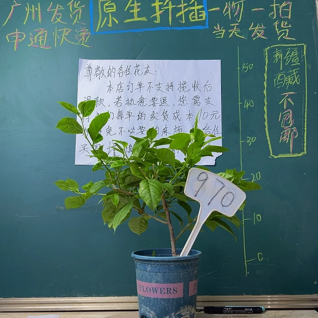 当前无花栽培后可以开花 安格斯 970