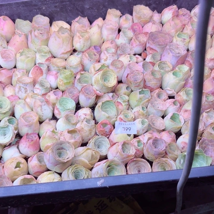 村***✿山地玫瑰多肉植物处理，不包399