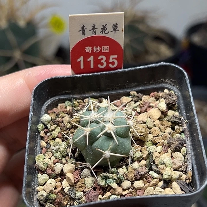 用***8实生顶花大祥冠2.1cm