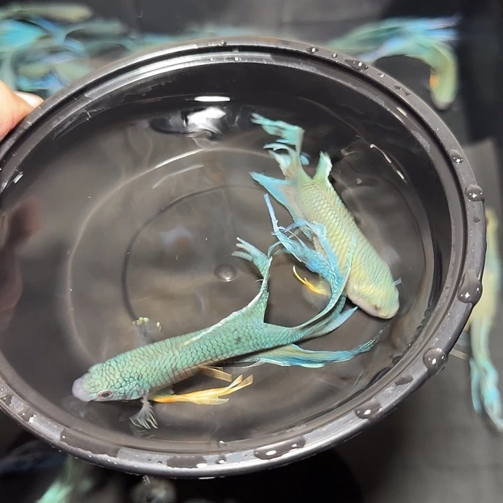 斗鱼直播间对图无纹蓝6