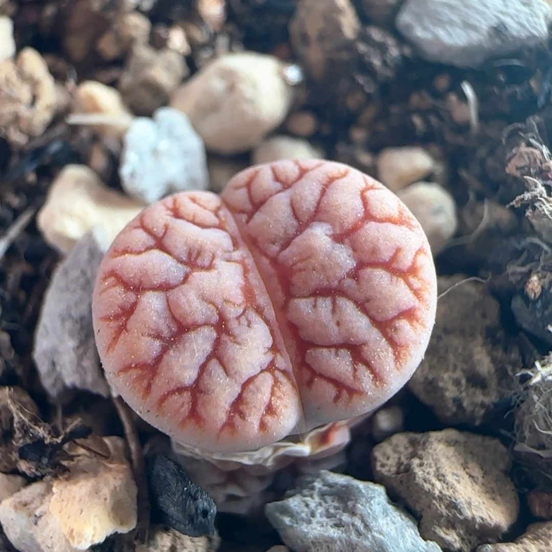 1164/花叔种源261/