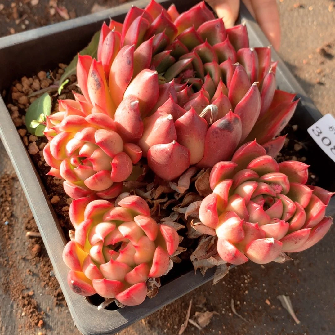 3085杂交多肉植物