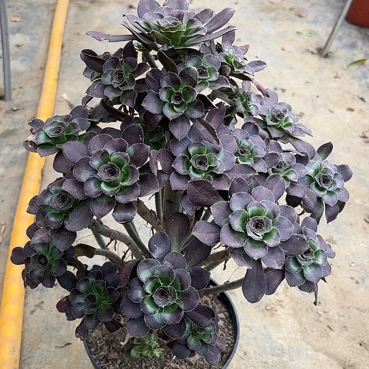 黑圆叶多肉植物106号