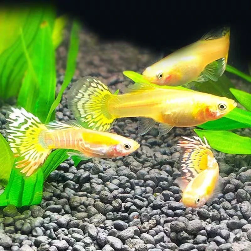 金老虎孔雀鱼观赏小型好养淡水热带凤尾耐活繁殖高端孔雀鱼稀有