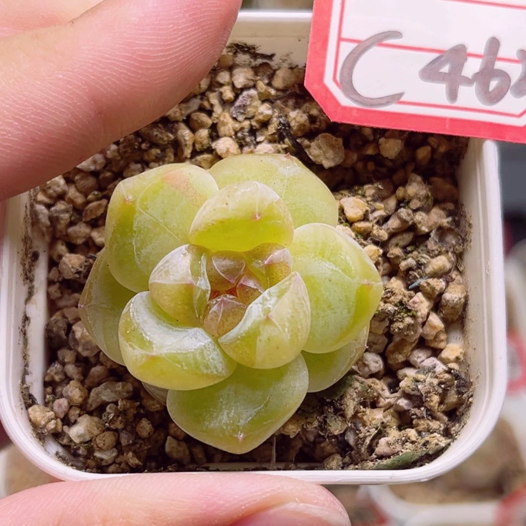 C462 一物一拍 18包邮