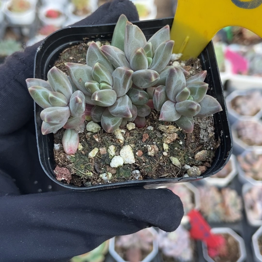 906梵高美人多肉植物