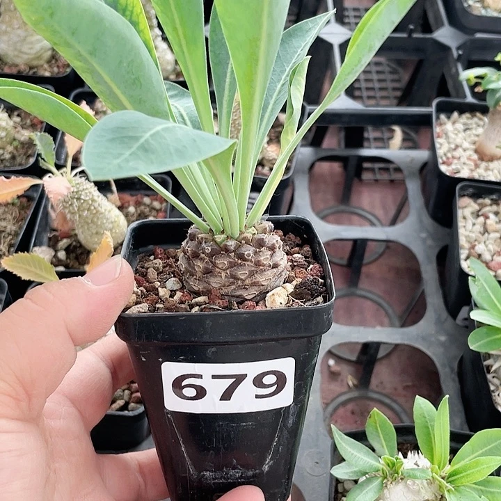 679铁甲丸菠萝球