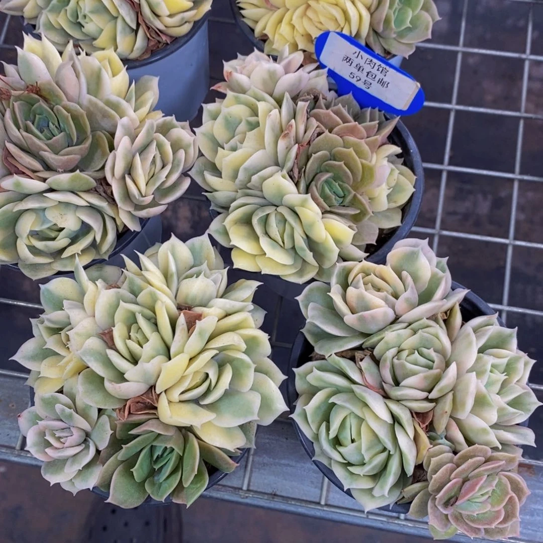 69-精品大母本昂斯诺锦多头群一个 五头起