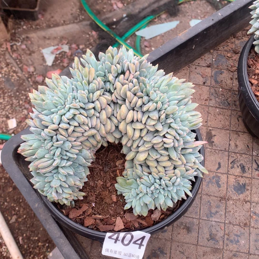 404橙子缀化多肉植物