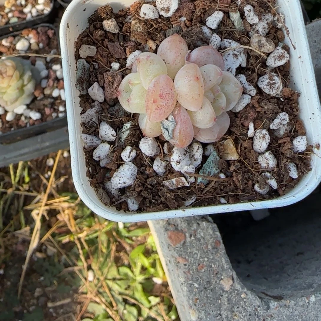 ****多肉小卡拉米糖心一物一拍