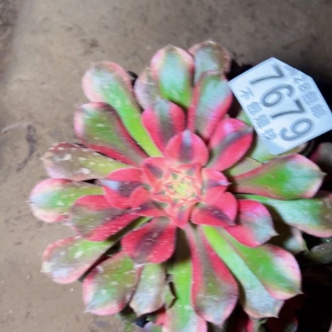香妃多肉植物法师7679