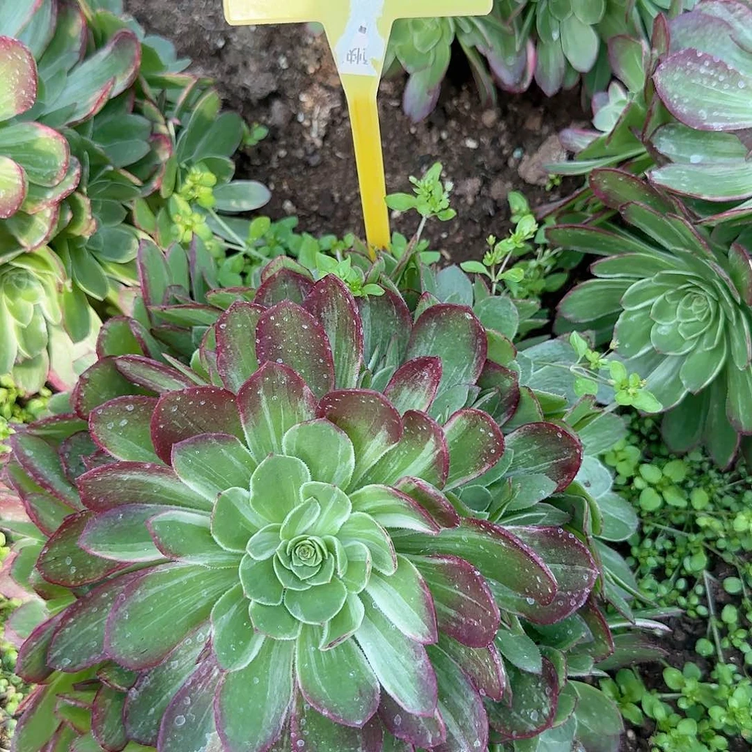 4-321--万花筒多头