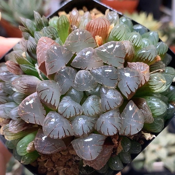 紫镜玉露带盆土发货know