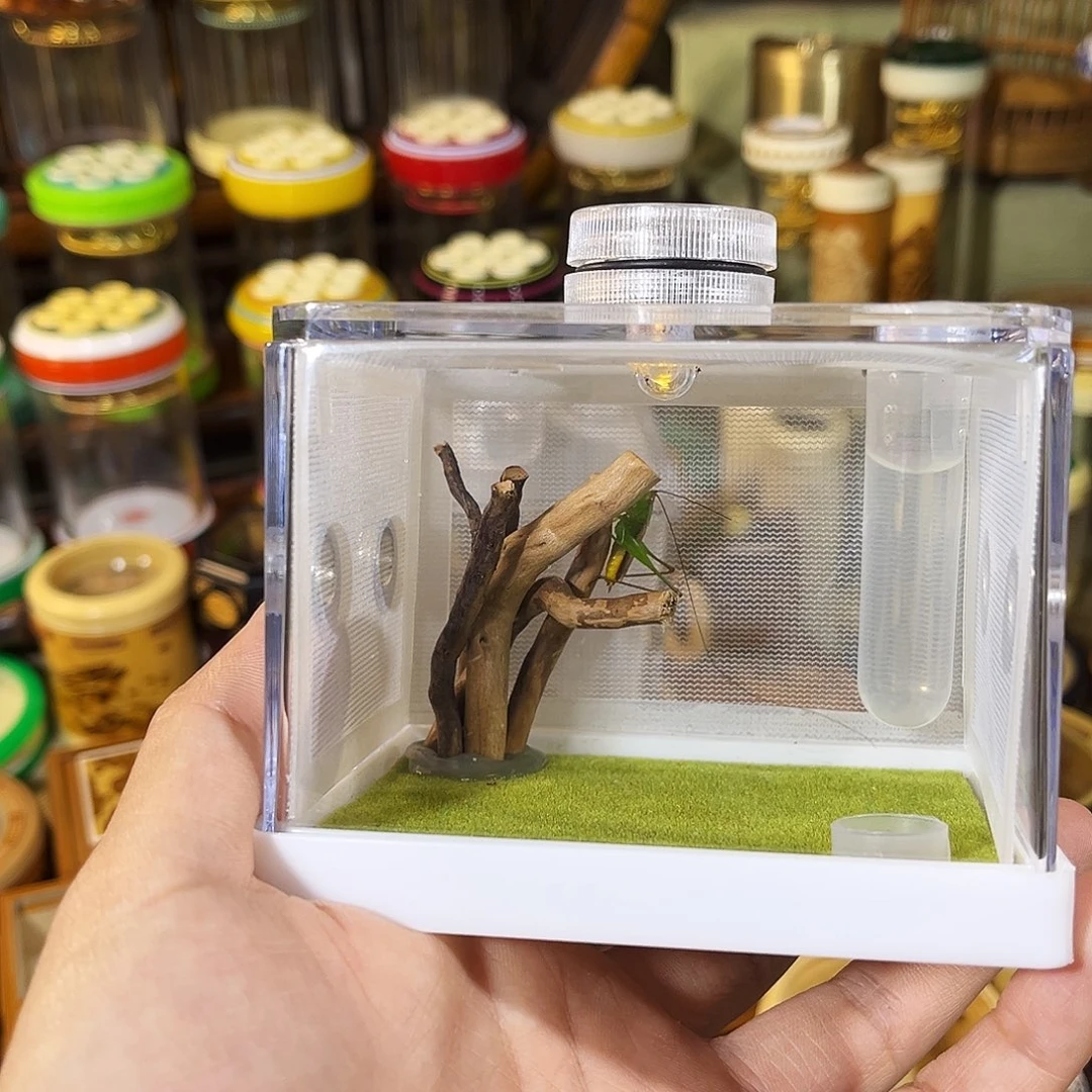 蟋蟀饲养盒+糖果螽斯