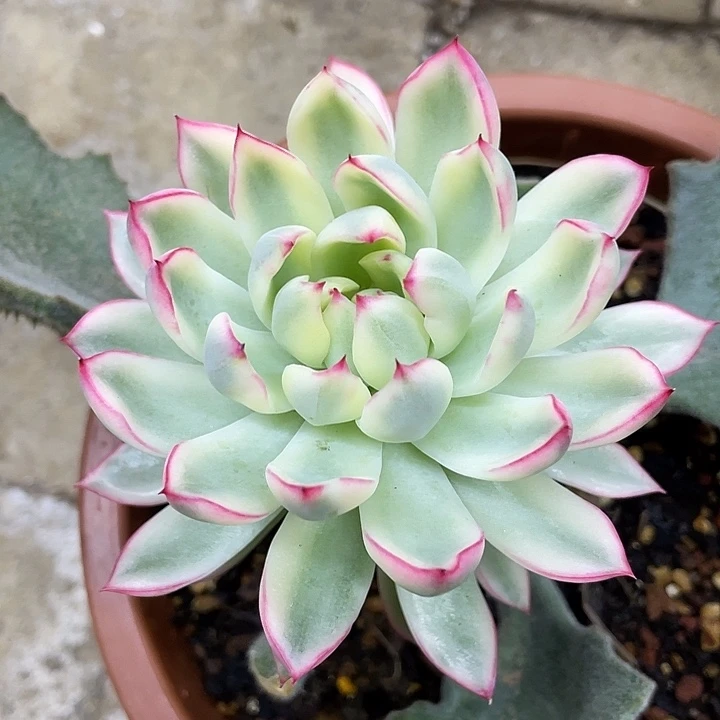 新奇兵锦一物一拍