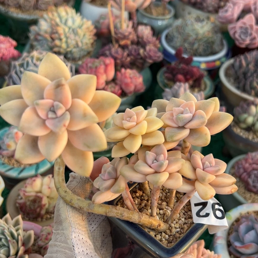 ?**忧192 多肉植物组合