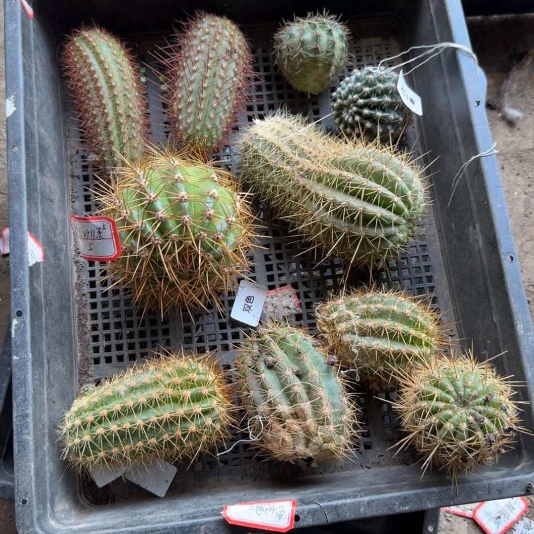 259无根2个侧牙3公分左右斑歪20包邮