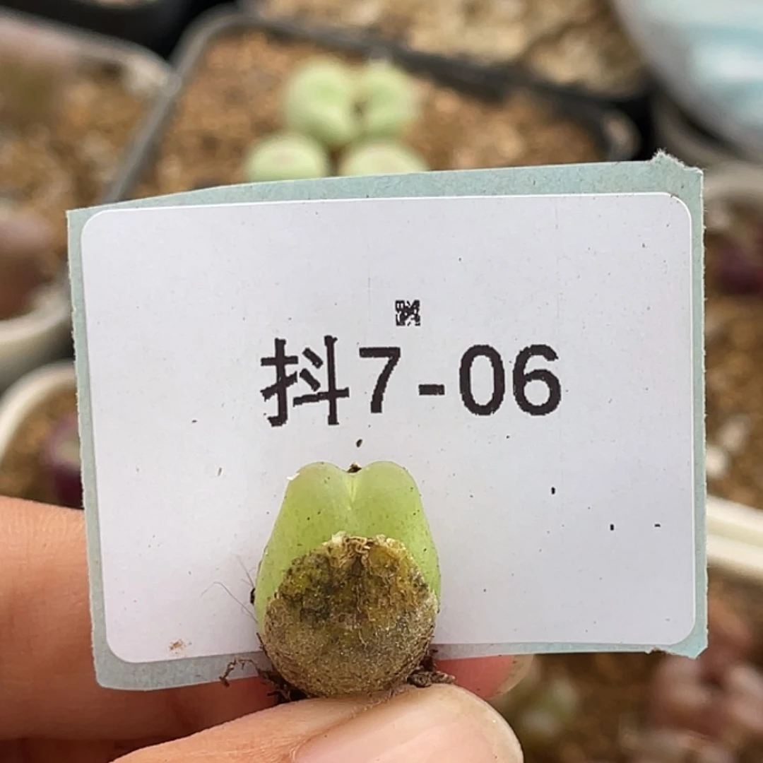 7-6拉登多肉植物