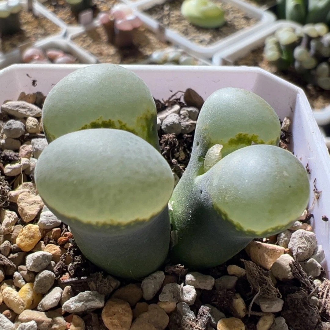 绿体大翻窗 厚窗 母本 07