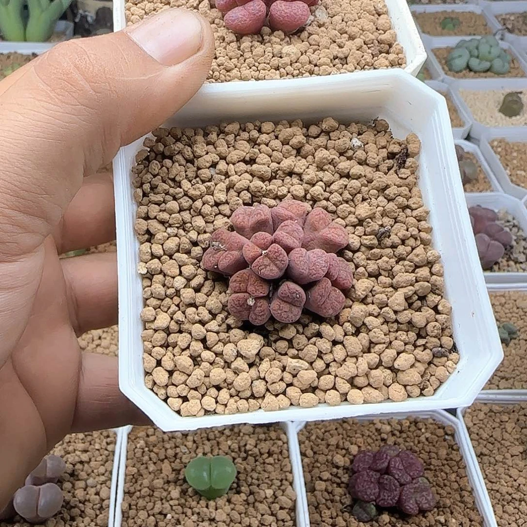桃***啊各位宝宝早上好44391