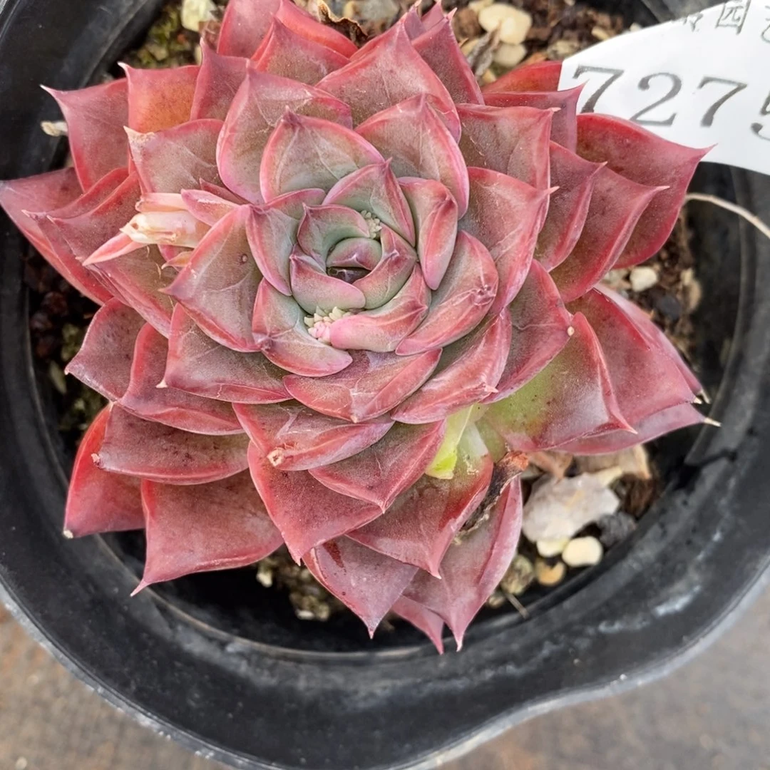 静*7275杂交多肉老桩