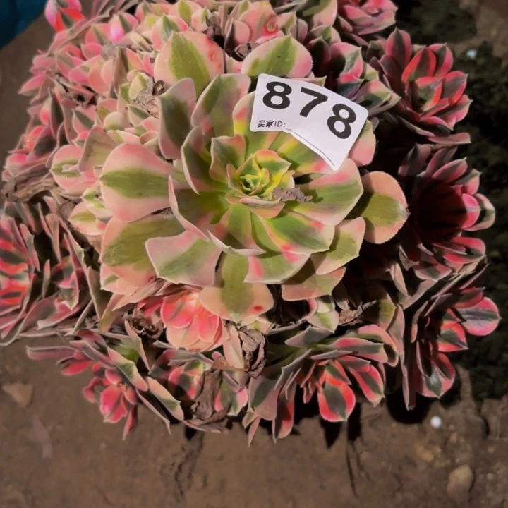 878妖月多肉植物不售后