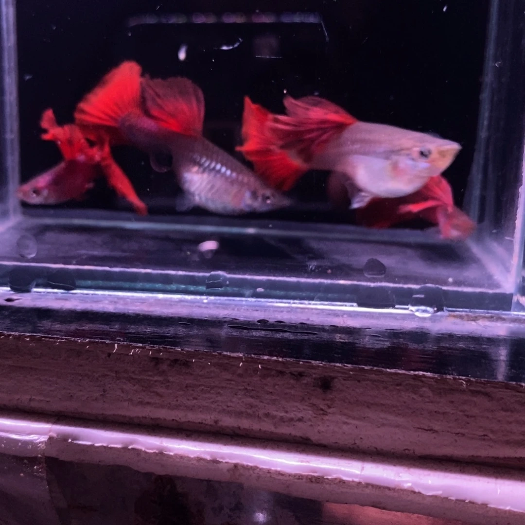 训***了孔雀鱼精品野红两对