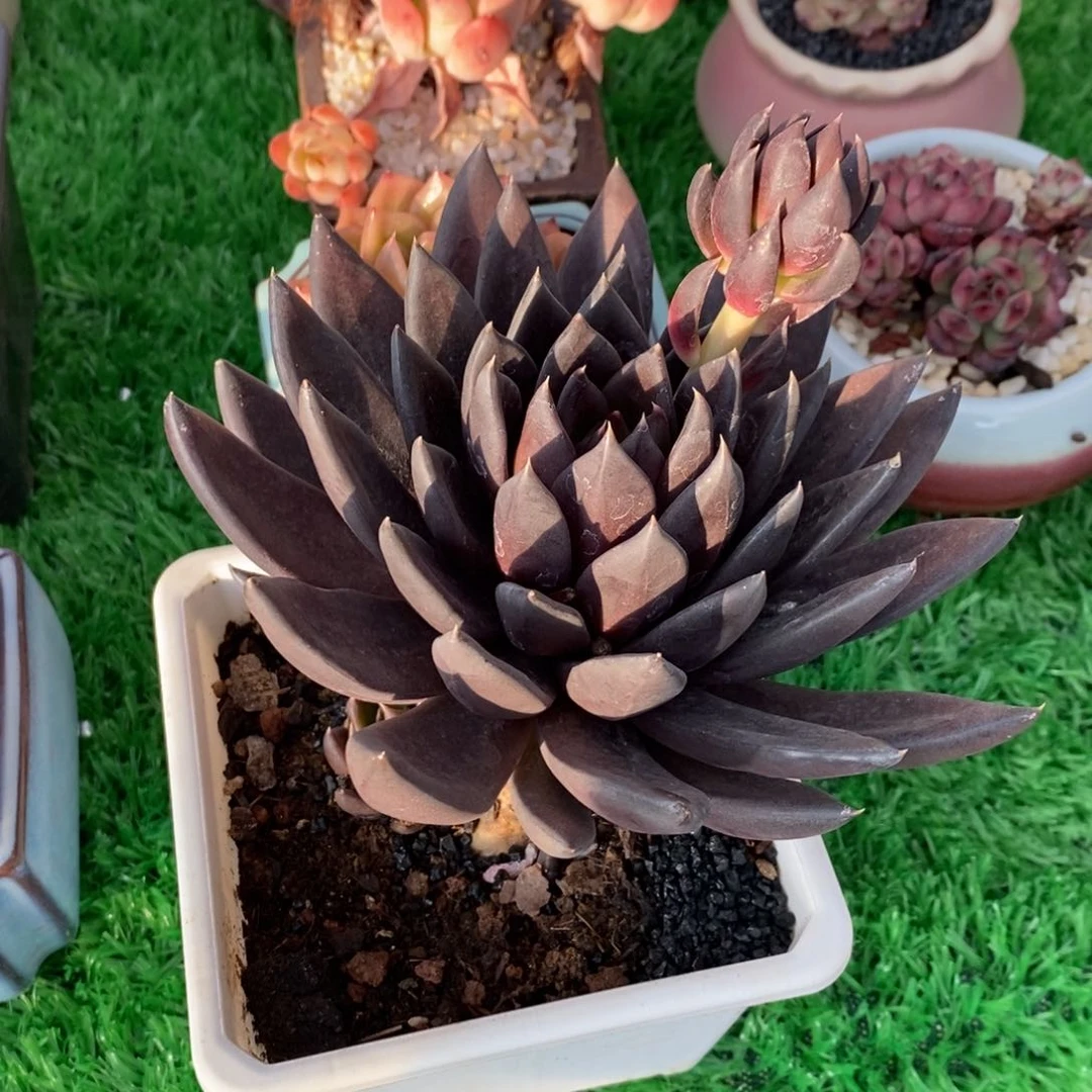 y*yy黑骑士多肉植物