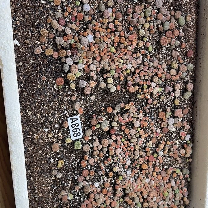 生868石花整筐脱土发货