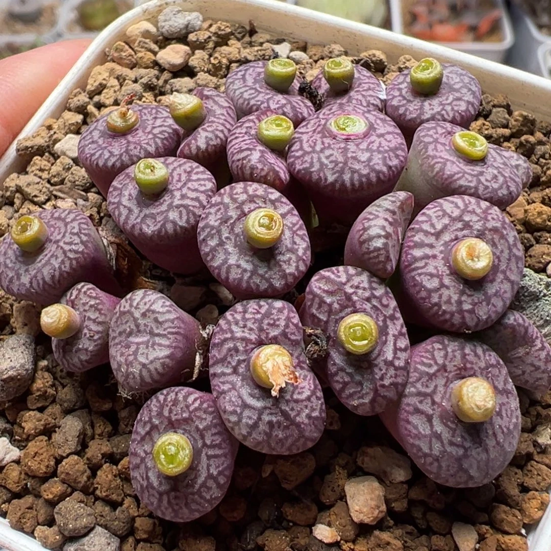 21头紫体粉花密纹墨多肉