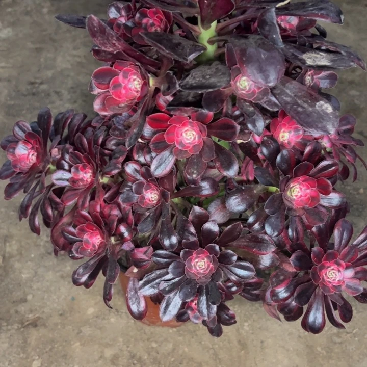 29750丽娜多肉植物