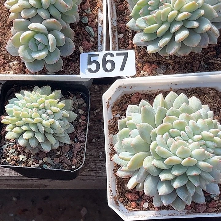 女****饰多肉植物一物一拍