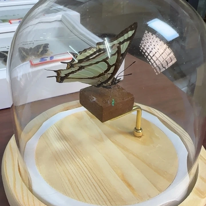 有机玻璃蝴蝶标本蝴蝶标本