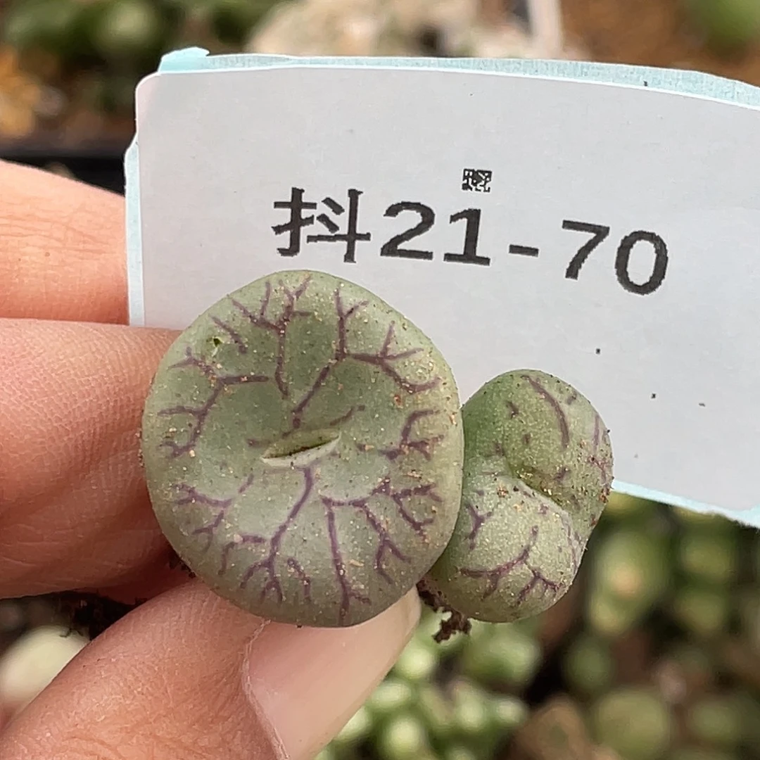 21-70猴脸青姬多肉植物