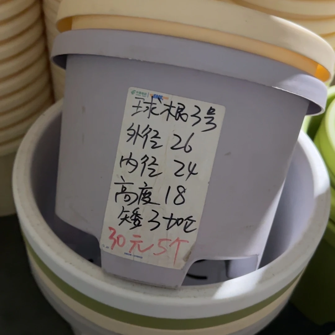 球根3#口径26无拖果绿6个