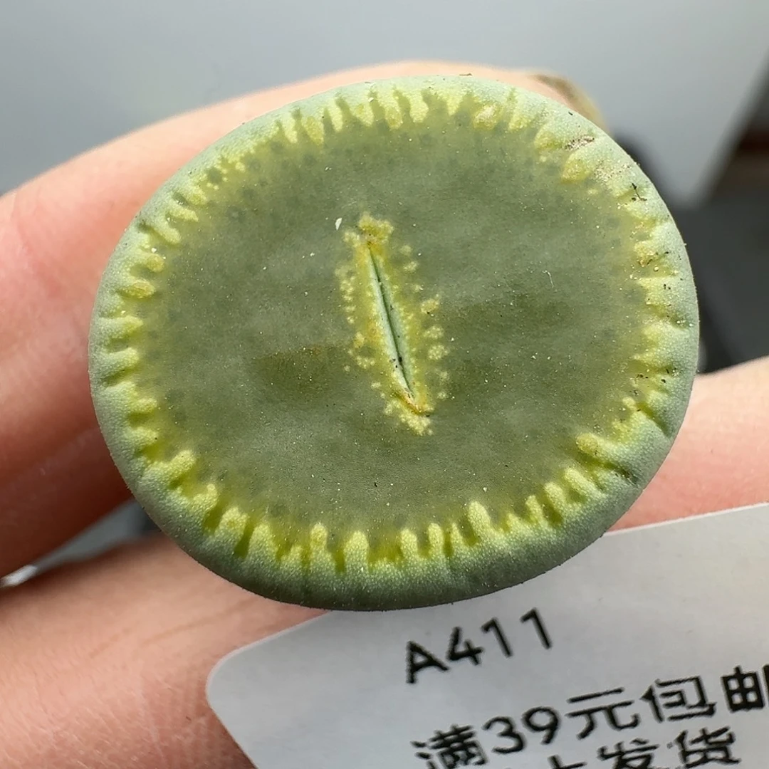 411多肉哈哈哈哈哈哈哈