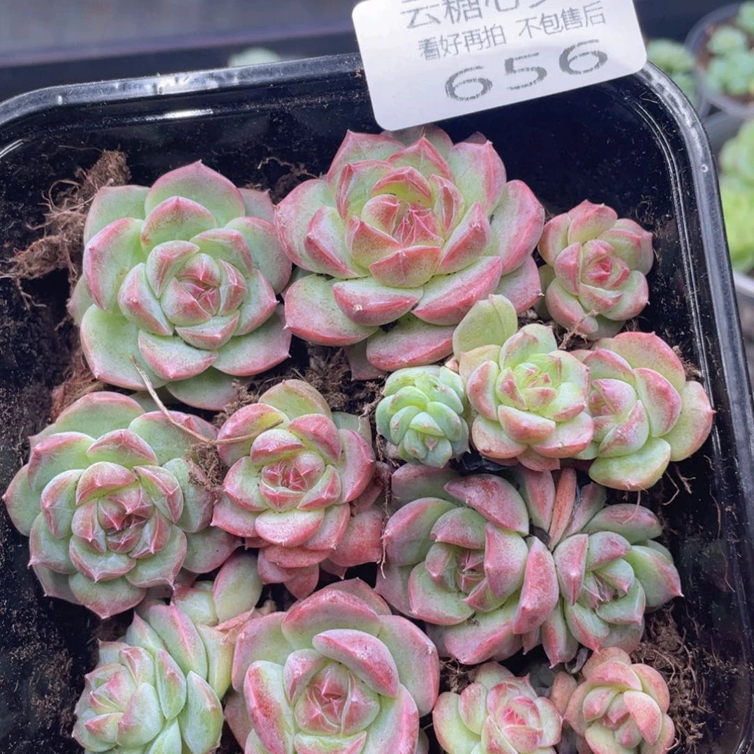 云糖心多肉植物656